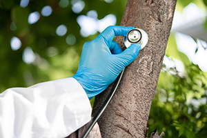 Smithville tree service expert "diagnosing" a tree by holding up a stethoscope to the trunk