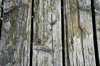 Warped and moss covered planks of an old wood deck 