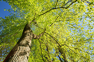 Upright view of a healthy deciduous tree canopy