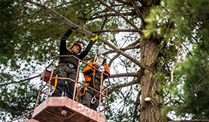Smithville tree service professional in a bucket truck pruning branches